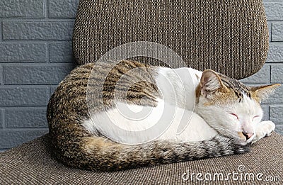 Cat sleep calm and relax on chair gray color Stock Photo
