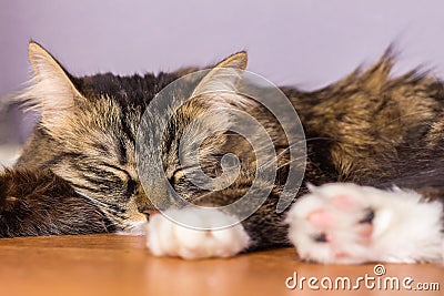 Cat sleep calm and relax on a computer desk in. Concept national napping day. Stock Photo