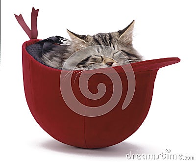 A cat is sleeping in a helmet. Stock Photo