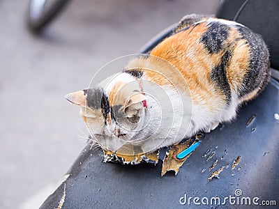 Cat is sleeping on black pad beside street, three color kitty Stock Photo