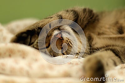 Cat sleeping Stock Photo