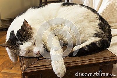 Cat sleeping Stock Photo