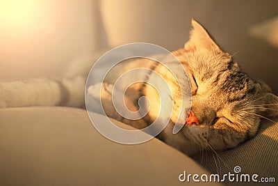 cat sleeping on the couch Stock Photo