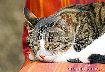 cat sleeping on a couch Stock Photo