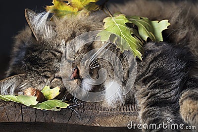 Cat Sleeping with Fall Leaves Stock Photo