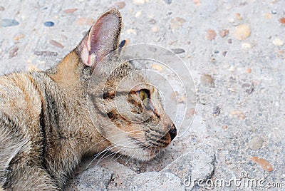 Cat sleeping Stock Photo