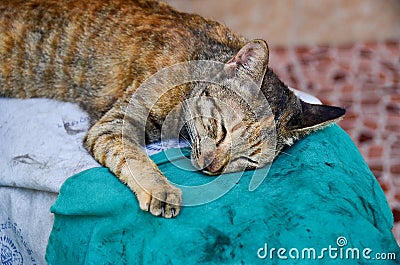 Cat sleeping Stock Photo