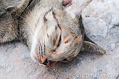 Cat sleeping Stock Photo