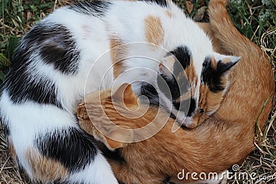 Cat Sleeping and Hugging with her Kitten Stock Photo