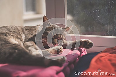 The cat sleeping on a pillow by the window Stock Photo