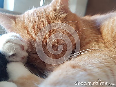 Katze Stock Photo