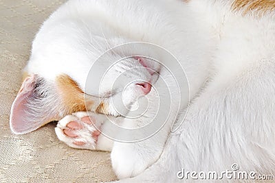 Cat sleeping on the sofa at home. Happy tabby cat laying on sofa. Stock Photo
