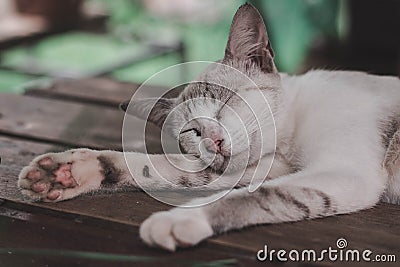 Cat sleeping on the table. Stock Photo