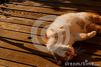 Cat sleeping on a table Stock Photo