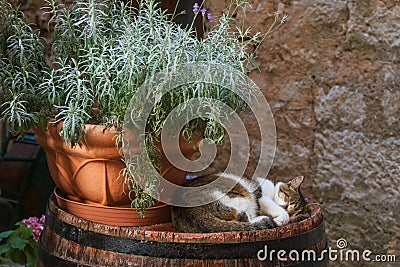 Cat sleeping on the top of the barrel Stock Photo