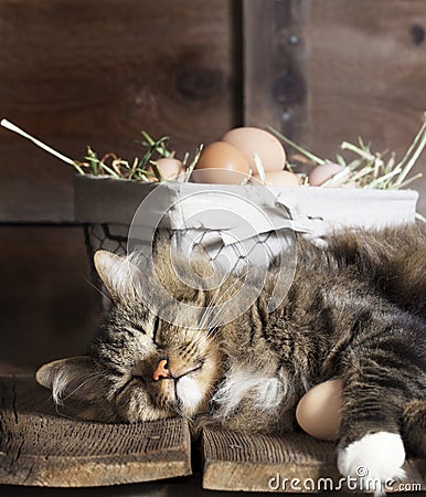 Cat Sleeping on Wood Shelf with Eggs Stock Photo