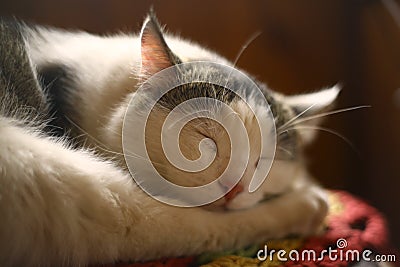 Cat sleeping on wooden chair in country house interiour Stock Photo