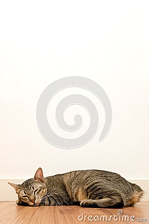 Cat sleeping on wooden floor with white blank space wall. adorable cat rest close eyes at Home Stock Photo