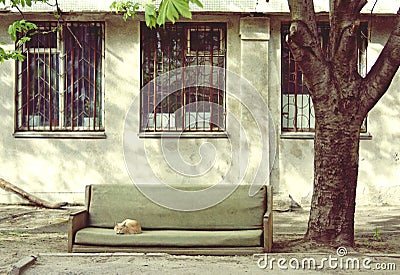The cat sleeps on the couch thrown out into the street. Homeless animals are looking for a home Stock Photo