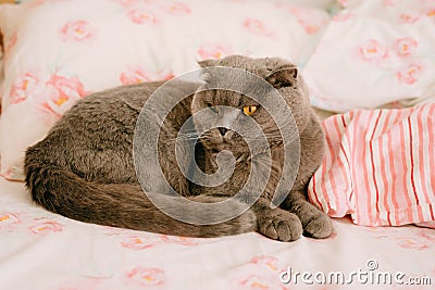 The cat sleeps with its nose under its tail Stock Photo