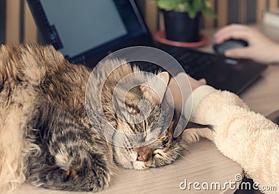 Cat sleeps on the table Stock Photo