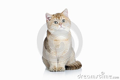 Cat. Small golden british kitten on white background Stock Photo