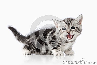 Cat. Small silver british kitten on white background Stock Photo