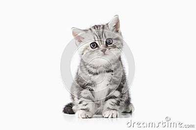 Cat. Small silver british kitten on white background Stock Photo