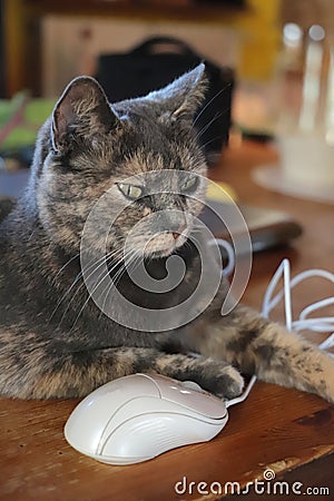 Cat in smart working at home Stock Photo