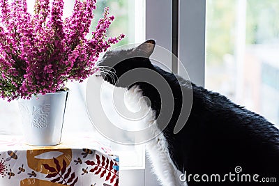 Cat sniffing an Erica gracilis- winter heather in full blossom Stock Photo