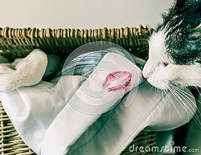 Cat sniffing lipstick imprint on white shirt Stock Photo