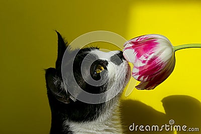 Cat Sniffing Pink Flower, Cropped Shot. Stock Photo