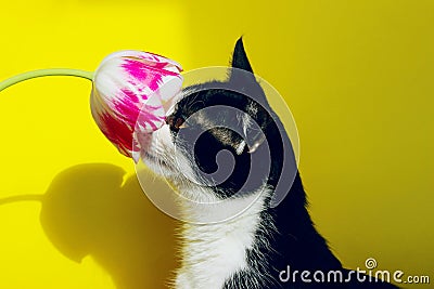 Cat sniffing pink flower. Cropped shot of a tuxedo cat and pink tulip. Stock Photo