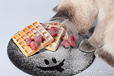 Cat sniffing waffles with berries and sugar powder on black stone plate isolated. Belgian waffle with fruit raspberry on Stock Photo