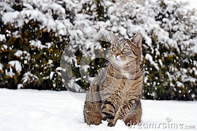 Cat in snow Stock Photo