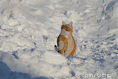 Cat in the snow Stock Photo