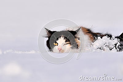 Cat in the snow. Funny unhappy cat in winter goes in the deep snow. Animal winks yellow eye, pink nose Stock Photo