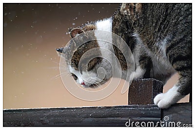 The cat and the snow Stock Photo