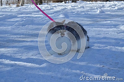 Cat on the snow Stock Photo