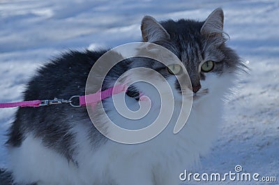 Cat on the snow Stock Photo