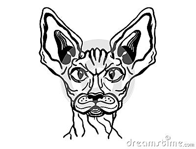 Cat sphynx portrait. Vector cat animal handdrawn illustration isolated on white Vector Illustration