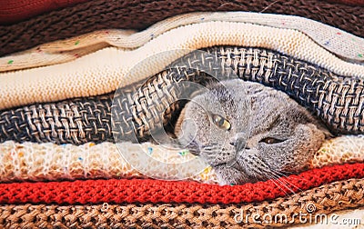 Cat in a stack of warm clothes. Selective focus. Stock Photo