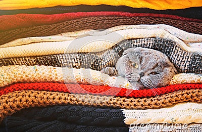 Cat in a stack of warm clothes. Selective focus. Stock Photo