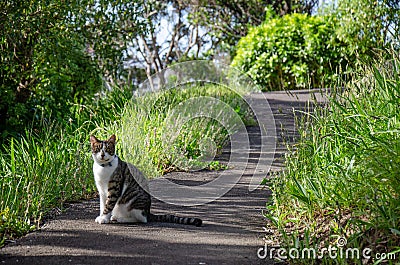 Cat standing on pathway in tall grass Stock Photo