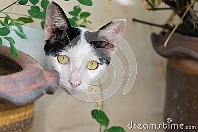 Stray black and white cat Stock Photo