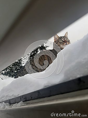 Cat staring on an Bird on snow Stock Photo