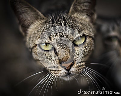 Cat Staring Intensely Stock Photo