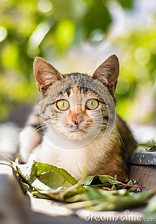 Cat Staring Intensely . Stock Photo