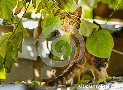 Cat Staring Intensely . Stock Photo