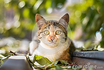 Cat Staring Intensely . Stock Photo